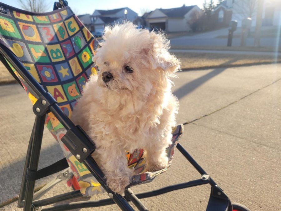 Lena Trang’s dog, Lexi, is a teacup poodle, and Lena has had her since fourth grade. Her dad bought Lexi off Craigslist from a lady who was moving for work, and he paid her $200 for Lexi. They got her because she was cheap. 
“When you buy a bargain dog, you get a bargain dog,” Lena said. “She doesnt play fetch, and she doesnt do tricks, but she likes to ride around the neighborhood in a baby stroller.” 
Lena describes her dog as shrewd, difficult, and dinky. Lexi spends her time sleeping on bathroom matts and inside of her shark bed. Even so, Lena loves her because her funny faces always make her laugh.
